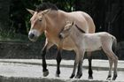 Zoo pošle 4 divoké koně do Mongolska, jejich pravlasti