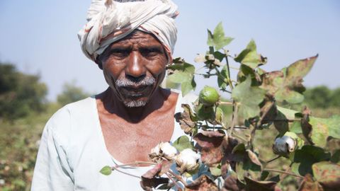 Cesta bavlny z indického pole do povlečení a utěrek Evropanů