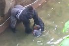 Dítě spadlo ke gorile, zastřelili ji. Jednali správně, neukázněnost lidí je neuvěřitelná, říká Bobek