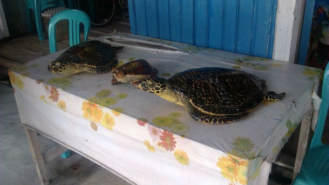 "Žiju si svůj sen," říká studentka Hanka, která se na Borneu stará o želvy