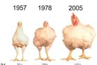 Vědci zjistili, proč jsou dnešní kuřata větší než dříve
