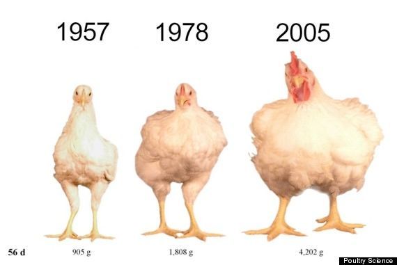 kuřata, grafika