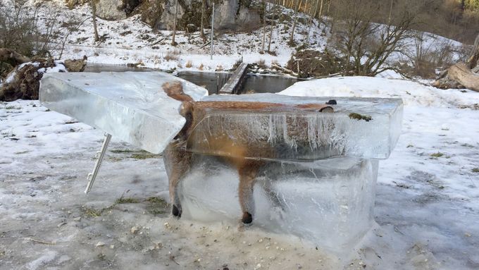 Liška zamrzlá v ledu