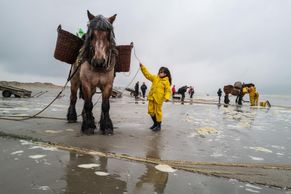 Reportáž: Na koni za krevetami. Belgičané na pobřeží udržují jedinečnou tradici lovu