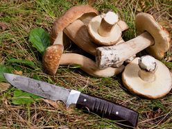 Ilustrační snímek (houby, houbaření, nůž)