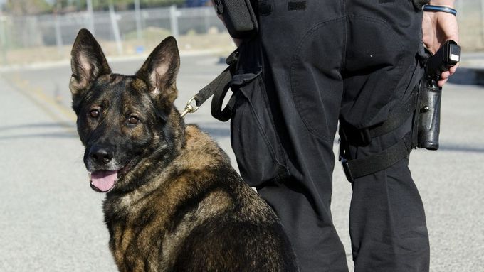 Teprve policejní jednotka se psy dokázala v Orlové opět nastolit pořádek.