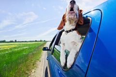 Nepřipoutaný pes v autě je horší než hroch vážící 1400 kg