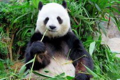 Pandy lákají do Čcheng-tu milovníky autoportrétů. Ti pro lepší záběr strkají selfie tyče i do výběhu