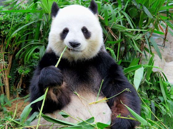 Pandy v Evropě Panda