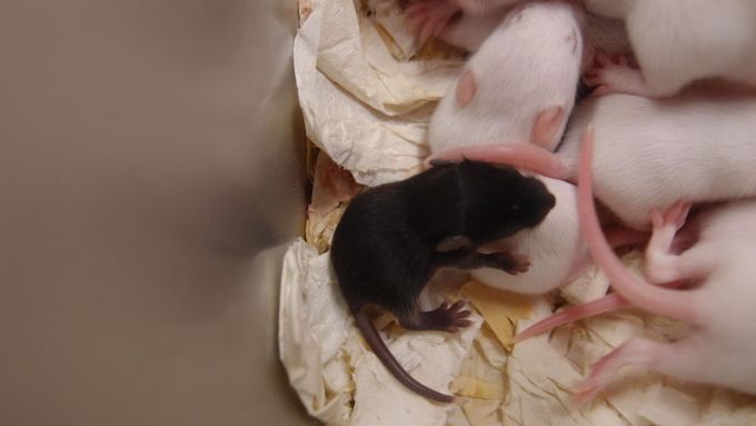 Česká vědkyně v Japonsku naklonovala myši