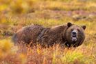 Nemůžeme tu narazit na medvědy, vycvičte je, žádají nespokojení turisté v Yellowstonském parku
