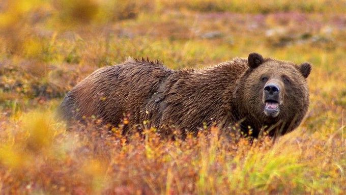 V lesích, ve kterých probíhá pátrání, žije velká populace medvědů.