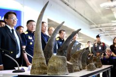 Nosorožci v ohrožení. Policisté zadrželi obří zásilky rohů, mají větší hodnotu než zlato