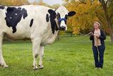 Blosom je zapsána jako největší kráva na světě, přestože dnes již nežije. V roce 2014 ale ji i její majitelku navštívila delegace z Guinnessovy knihy rekordů a oficiálně jí přiznala prvenství. Kráva totiž měřila 190 centimetrů.