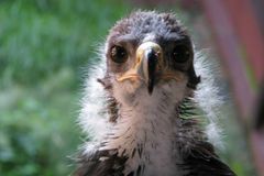 Unikátní projekt na záchranu orlů. Sledujte ho on-line