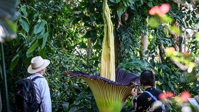 Berlínský zázrak. Rozkvetlý zmijovec titánský je jedním z nejpozoruhodnějších úkazů světa rostlin