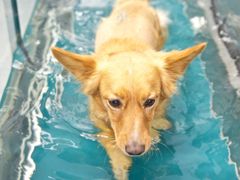 Jednou z metod, kterou Plačková u cohrnutých psů používá, je i aquaterapie.