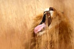 Nebezpečný lev utekl z rezervace. Lidé by měli být na pozoru