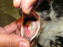 Jednomu z orlích mláďat, které mělo být vypuštěno v Beskydech, uvízl v krku cizí předmět. Zemřelo