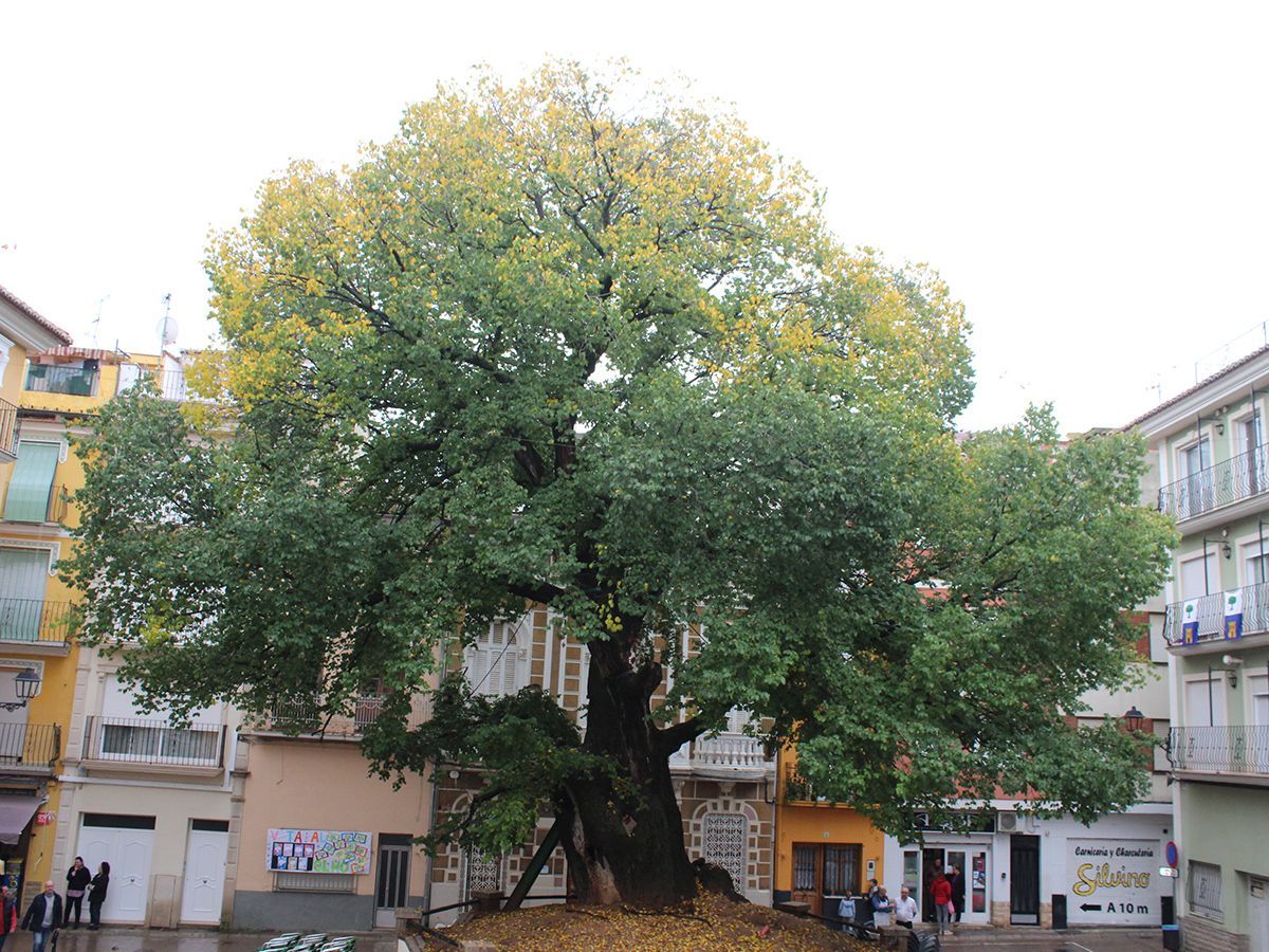 Evropský strom roku 2019