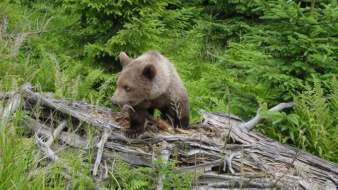 Kriticky ohrožený medvěd hnědý se stal obětí pytláků. Policie chtěla ostatky podle svědka nejprve jen tak zakopat.