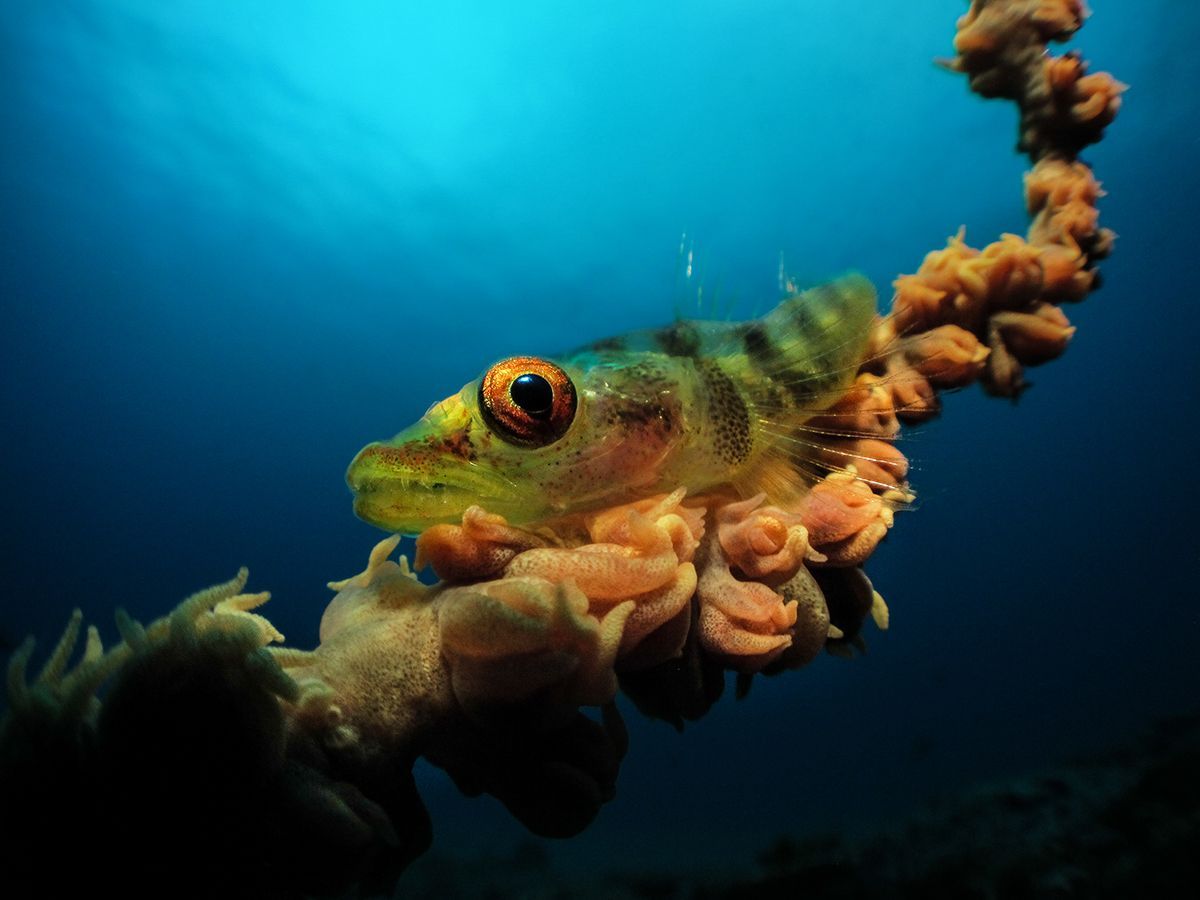 Underwater Photographer of the Year 2017: Vítězové soutěže