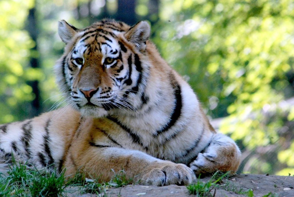 Zoo Zlín - tygr
