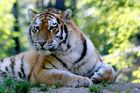 Do zlínské zoo dorazil Josef, samec tygra ussurijského