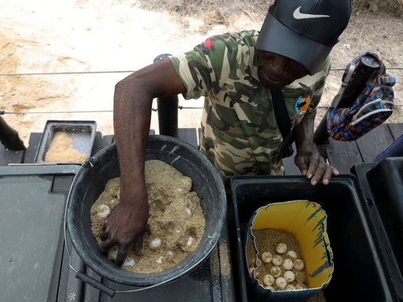Bývalý lovec mořských želv Joaquim Avelino Fragoso hlídkuje v ústí řeky Longa v Angole, aby chránil ty samé tvory, které kdysi zabíjel.