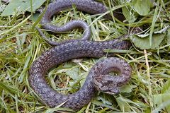 Hada v Kauflandu v Orlové odchytili odborníci, šlo o neškodnou užovku