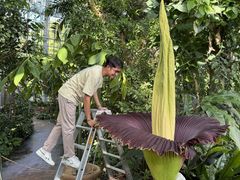Zahradník berlínské botanické Arnaldy Prasetya nahlíží do dosud největšího květenství, které měří úctyhodných 2,36 metru