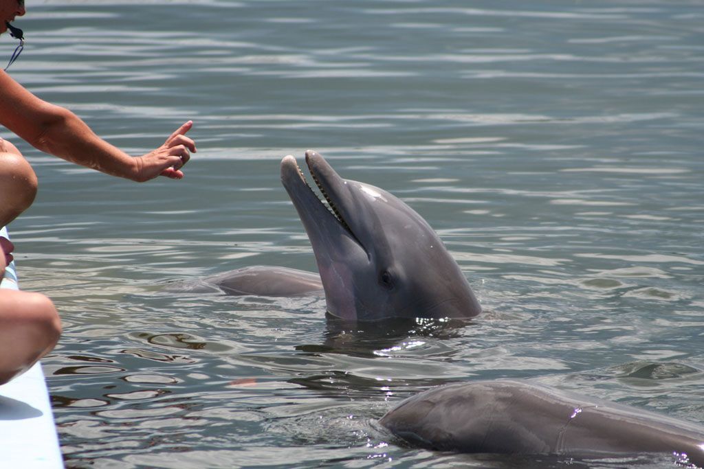 Delfíni v záchranné stanici na Key West na Floridě