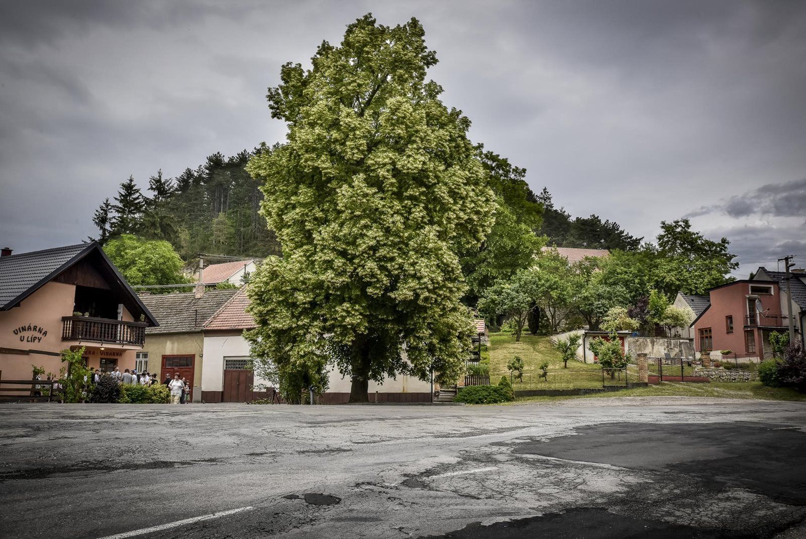 Strom roku 2018 - 100 let republiky