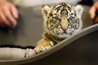 Soukromý zoopark, ze kterého utekli tygři a lev, dostatečně nezajistil klece, musí zaplatit pokutu