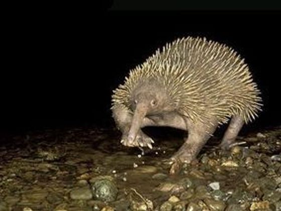 O ohrožených druzích na Aktuálně.cz paježura Attenboroughova