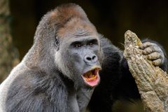 Do pražské zoo dorazil z Rakouska gorilí samec Kisumu, bude vůdčím samcem pavilonu
