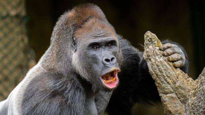 Gorilí samec Kisumu.