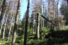 Lesy ČR zdvojnásobily zisk, prodalo se více dřeva
