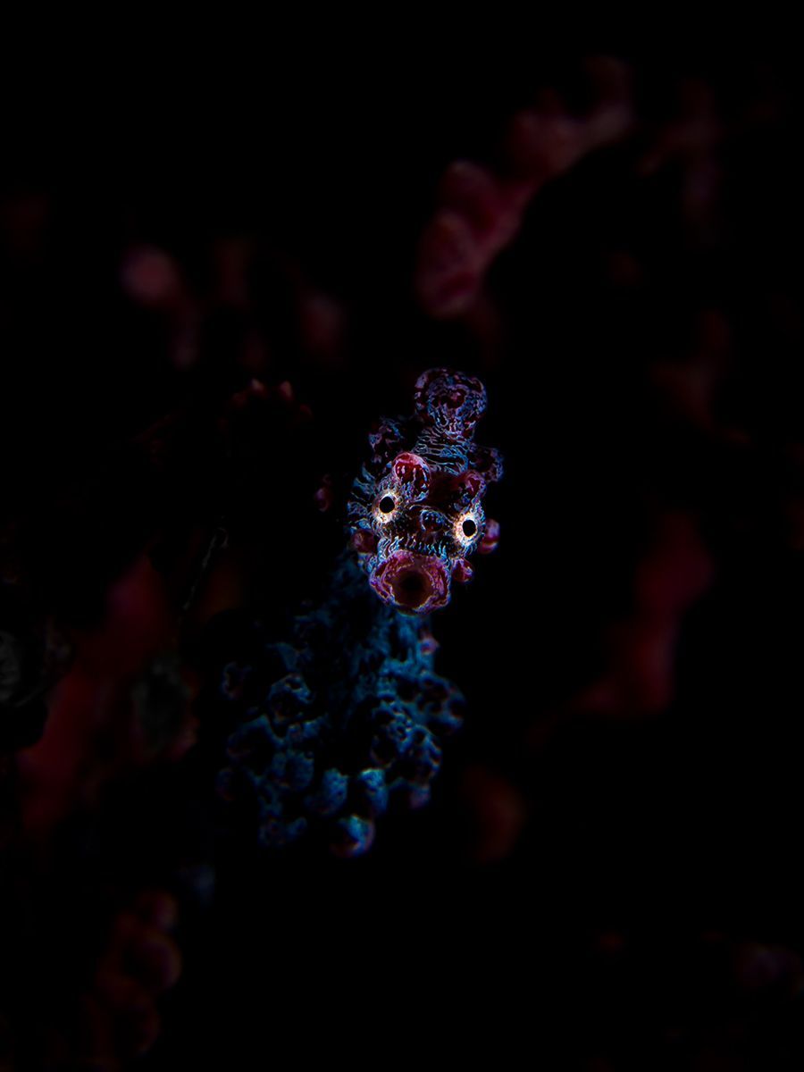 Underwater Photographer of the Year 2017: Vítězové soutěže