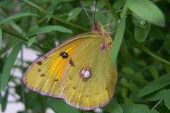 Evropsky chráněného motýla zabily ekodotace z Bruselu