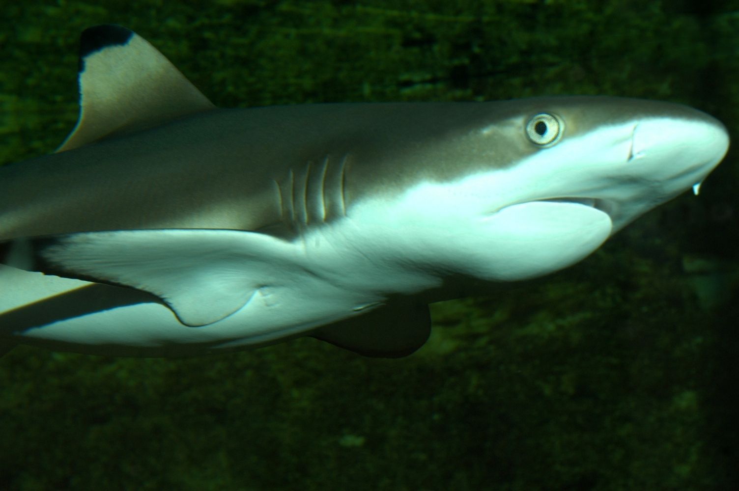 Zoo Hodonín - Žralok