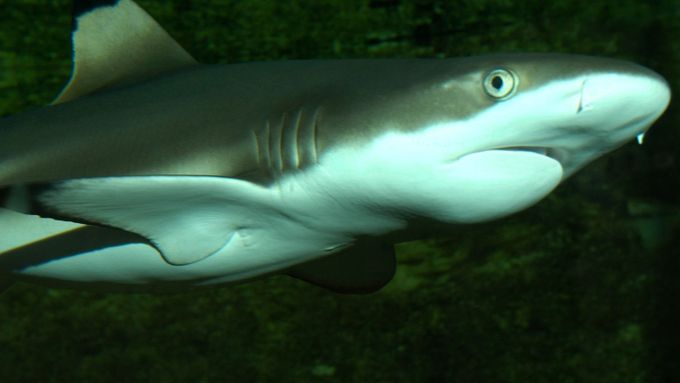 Na žraloky černoploutvé je Zoo Hodonín náležitě pyšná. A není divu. Vždyť vedle Zoo Olomouc je v Unii českých a slovenských zoo jedinou, která tuto parybu chová.