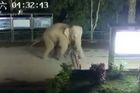 VIDEO: Slon přešel hranici z Číny do Laosu. Překvapená stráž se nezmohla na kontrolu