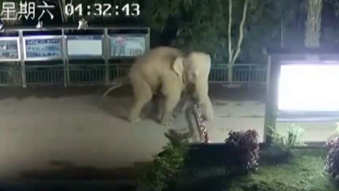 Slon přešel hranici z Číny do Laosu. Nedbal na bezpečnostní zátarasy.