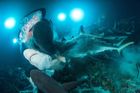 Žraloci na lovu a 25 dalších skvělých fotek ze světové soutěže podvodních fotografů