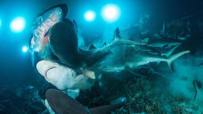 Nejlepší fotky ze soutěže Underwater Photographer of the Year 2019.