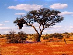 Namíbijské farmy by měly vyrůstat co nejdál od míst, kde žijí velká zvířata.
