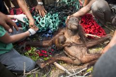 Vzácní orangutani v Indonésii utíkají před požáry i lynčem místních. Přežívají díky záchranářům