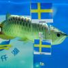 Ryba věštkyně předpovídá výhru Švédska nad Anglií na Euru 2012