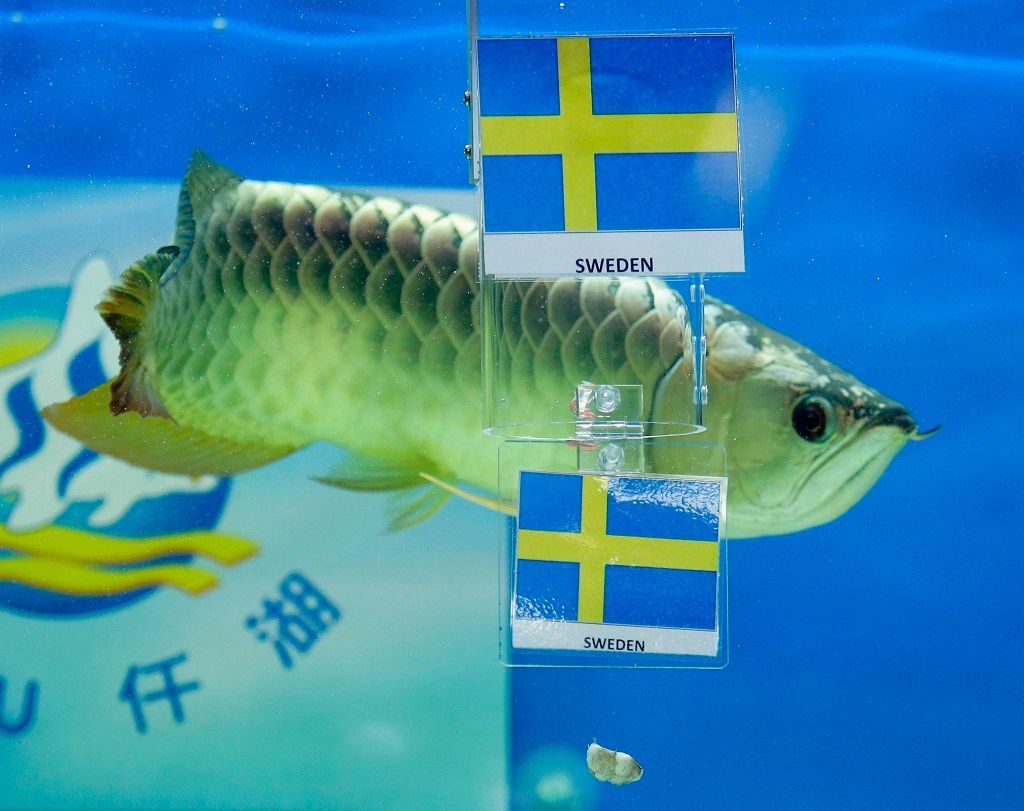 Ryba věštkyně předpovídá výhru Švédska nad Anglií na Euru 2012